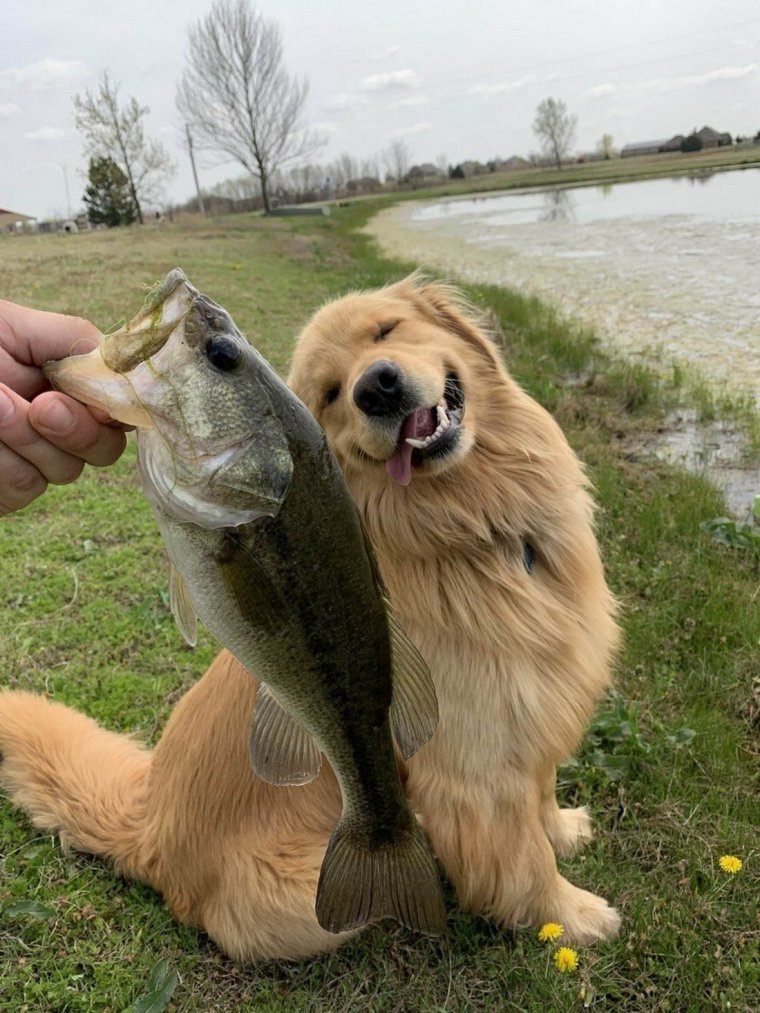 Рыбак с собакой