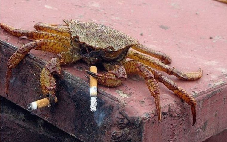 Смешные фото крабов