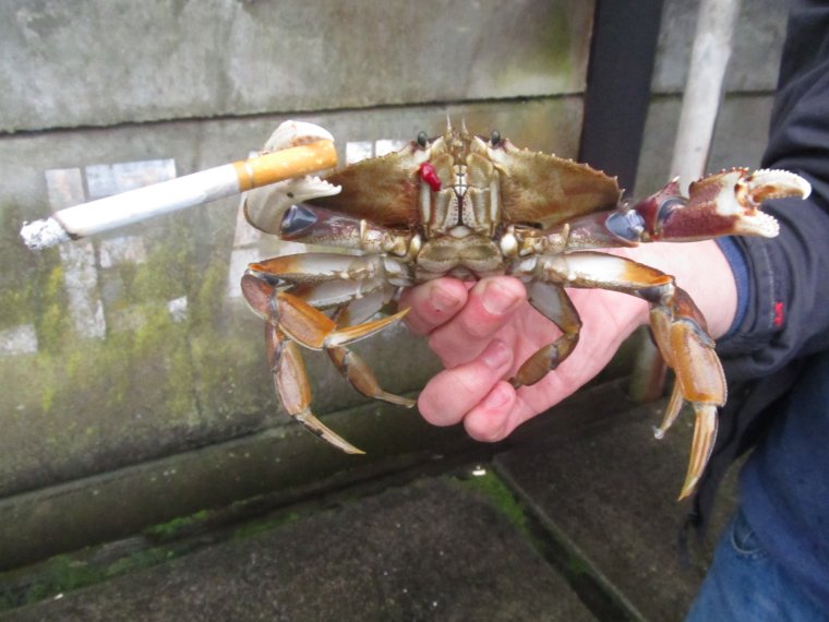 Краб фото