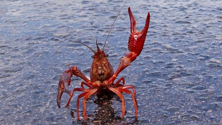 Лобстер живой в море