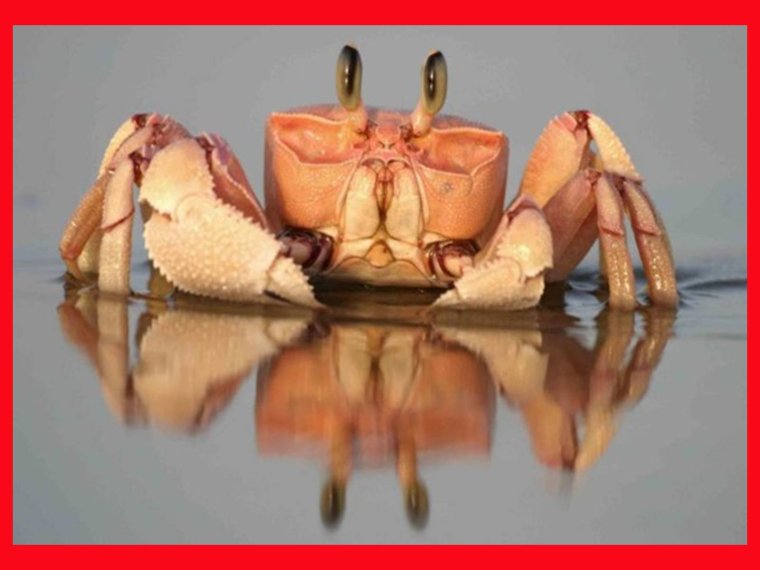 Забавный краб