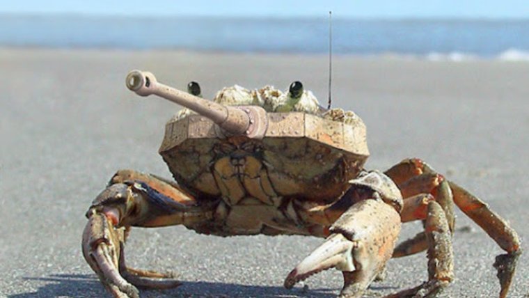 Милые Крабы