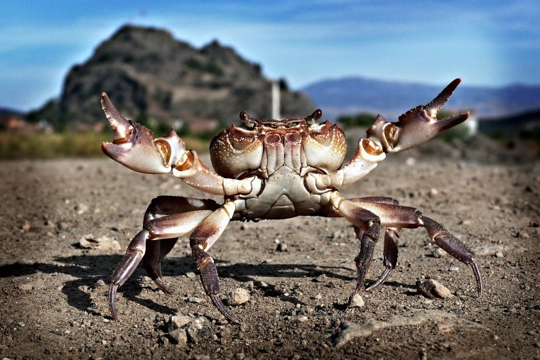 Шутки про крабов