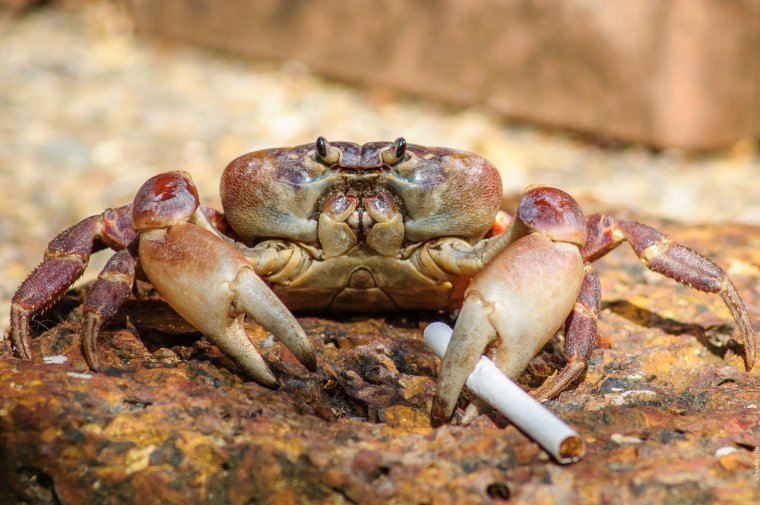 Контейнер для рака-отшельника