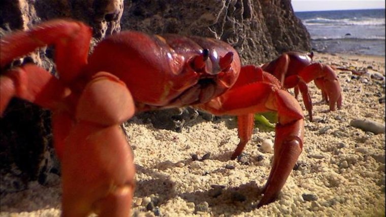 Боевой краб