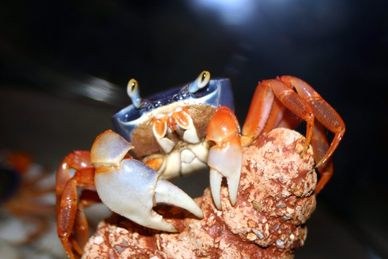 Новогодний костюм краба