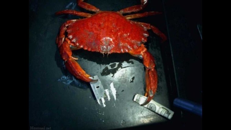 Краб рейв 1 Виктор Роял