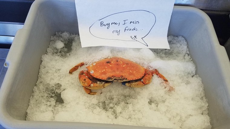 Краб в очках