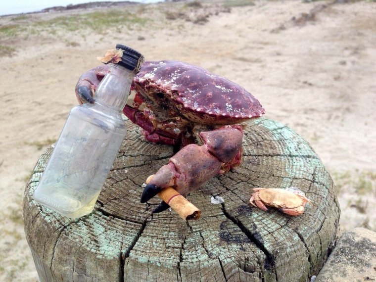 Миграция крабов на острове Рождества