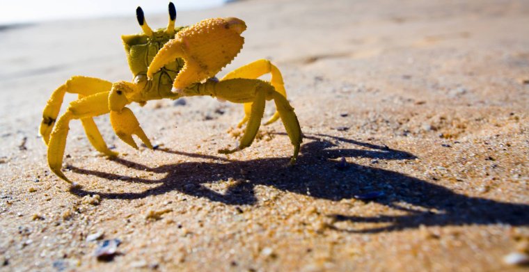 Девушка с крабом