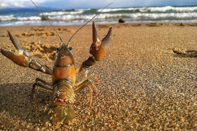 Смешной краб