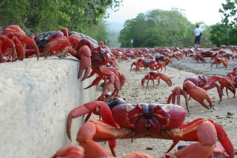 Смешной краб