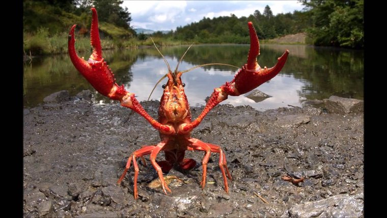 Крабы обнимаются