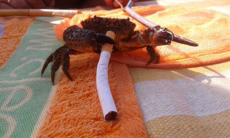 Краб Тасманский гигант