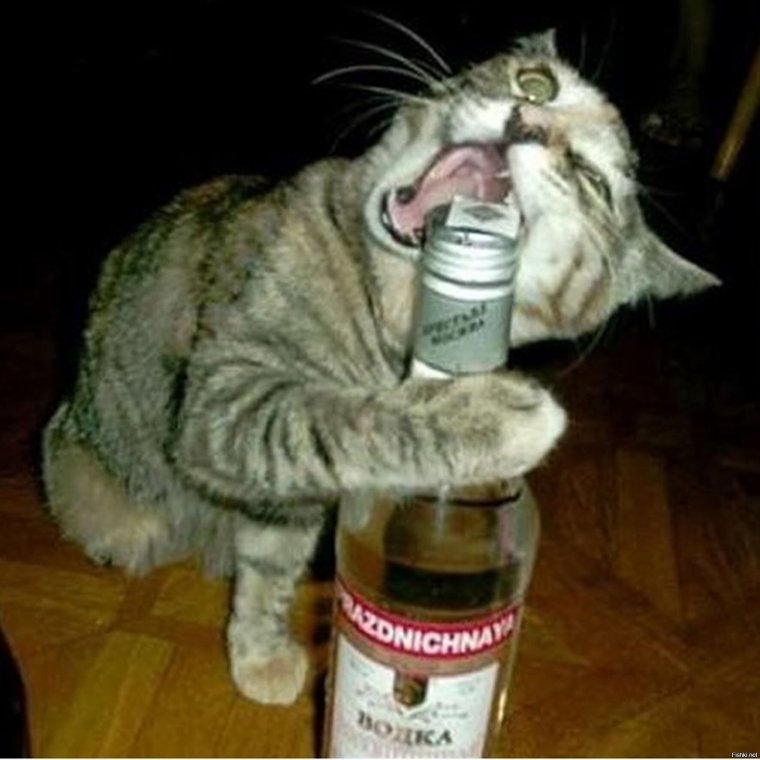 Кот с водкой