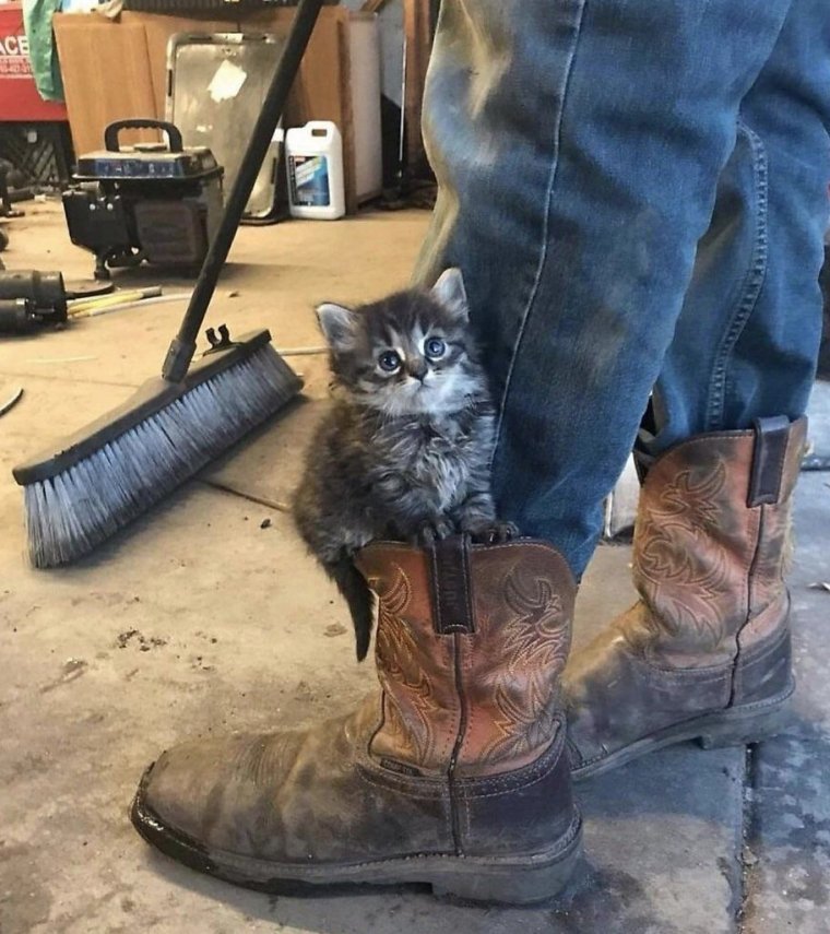 Котята в сапогах