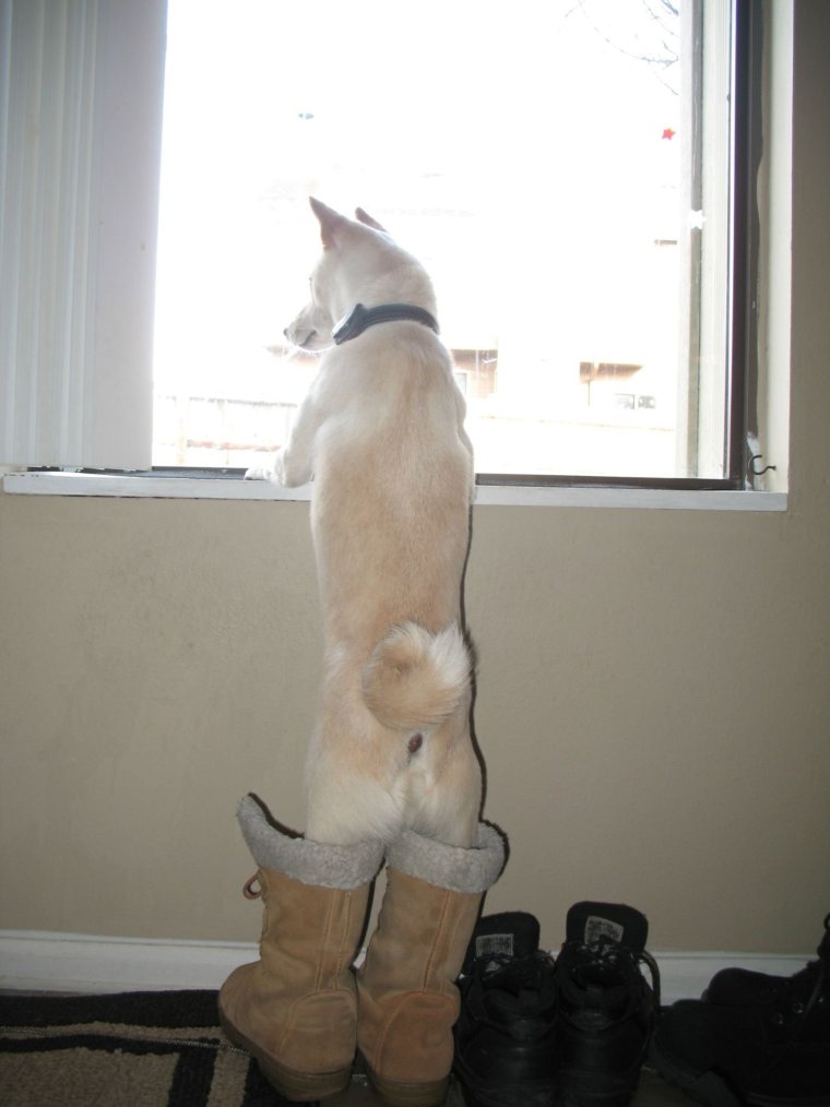 Кот в валенке