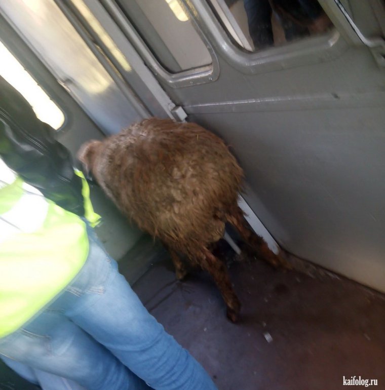 Электричка прикол