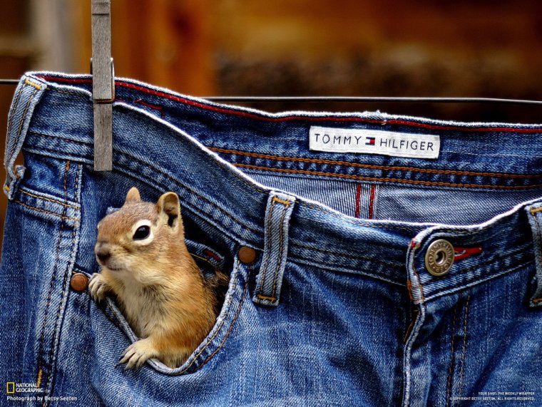 Животные в джинсах
