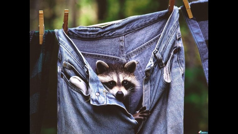 Животные в джинсах