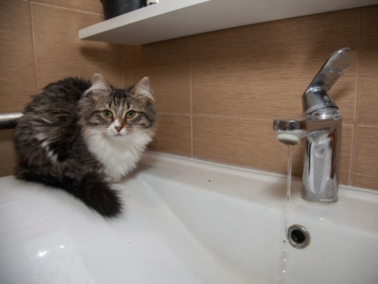 Кот кран воды нет