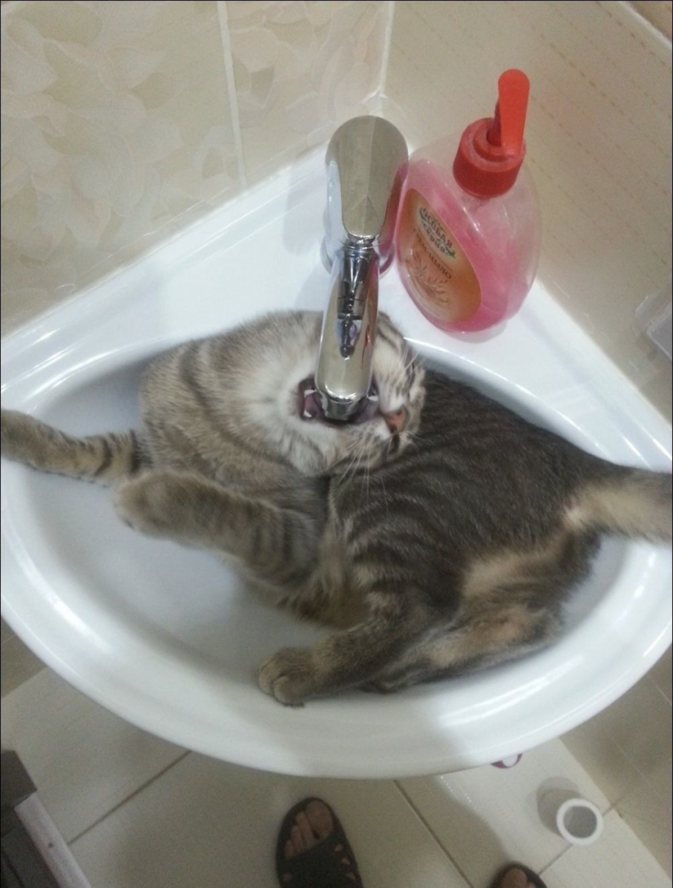 Горячая вода и котики