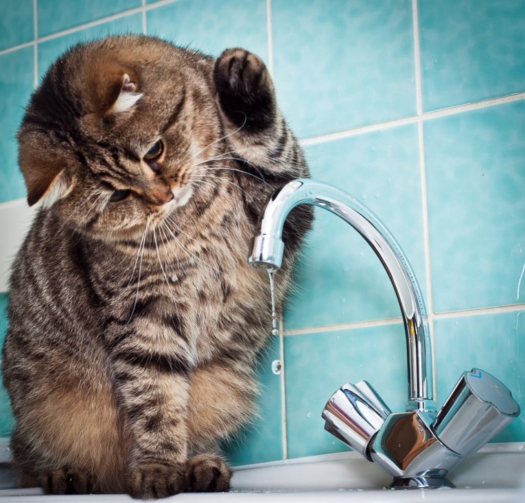 Кот под краном воды