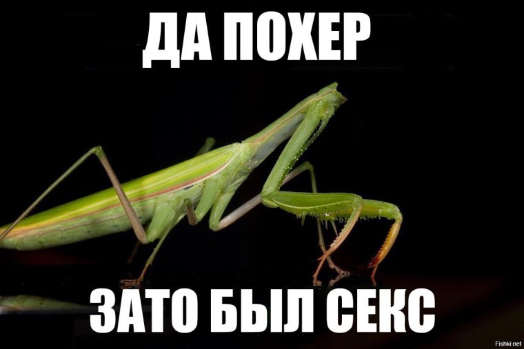 Богомол прикол