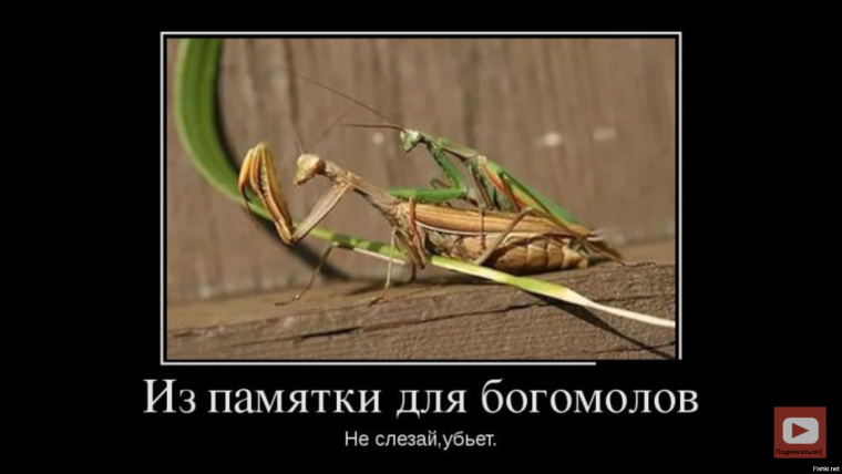 Самка богомола приколы
