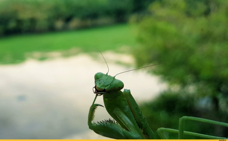 Смешное насекомое в траве