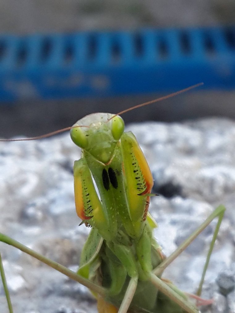 Смешной богомол