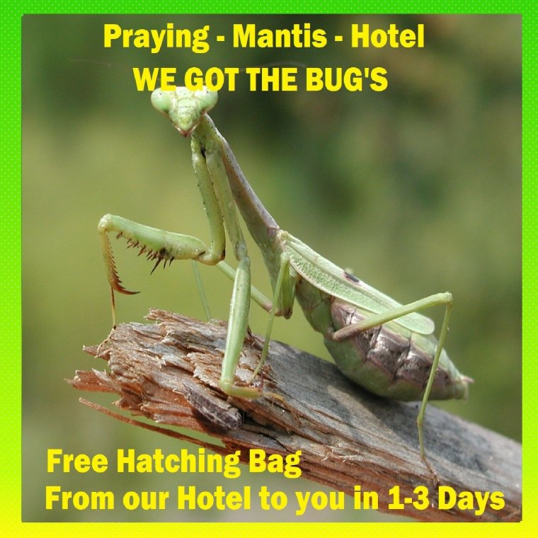 Самка богомола Дроздов