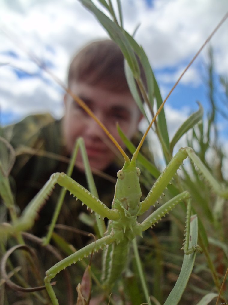 Самка богомола приколы