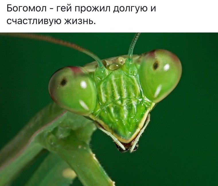 Богомол мордочка