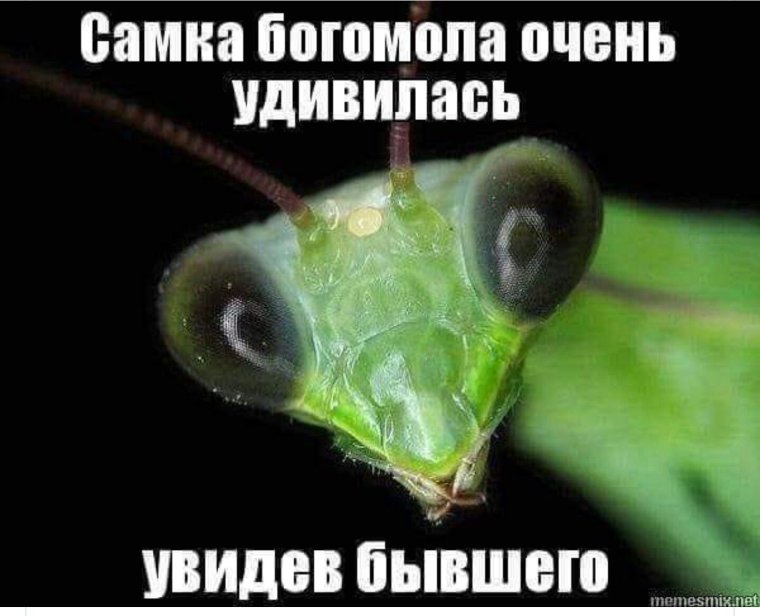 Самка богомола съедает самца после спаривания