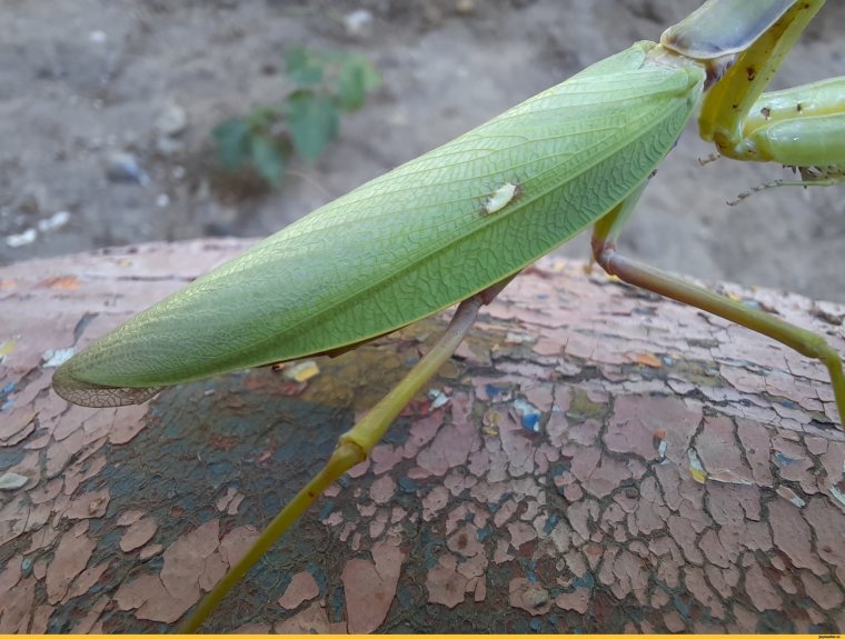 Ischnomantis Gigas богомол