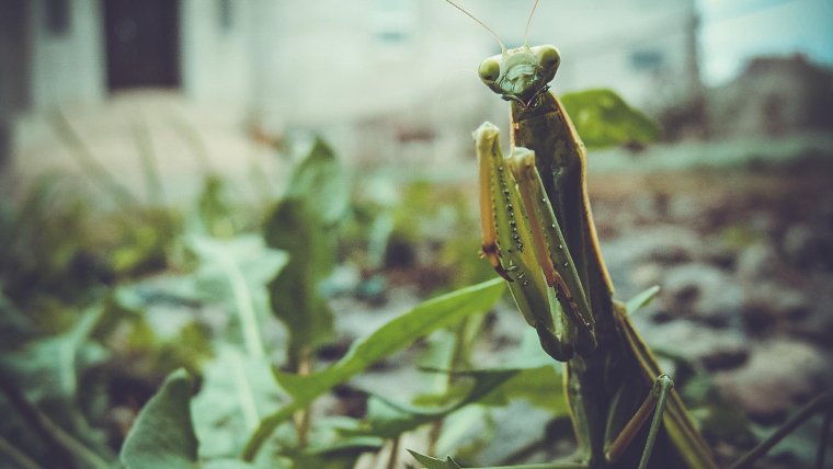 Богомол Мэнни