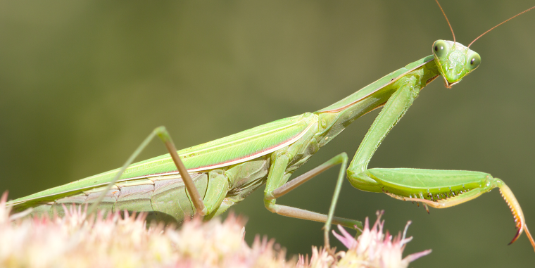 Стадии развития богомола