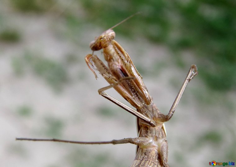 Мадагаскарский богомол