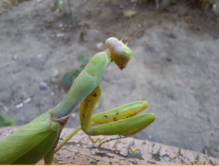 Орхидейный богомол