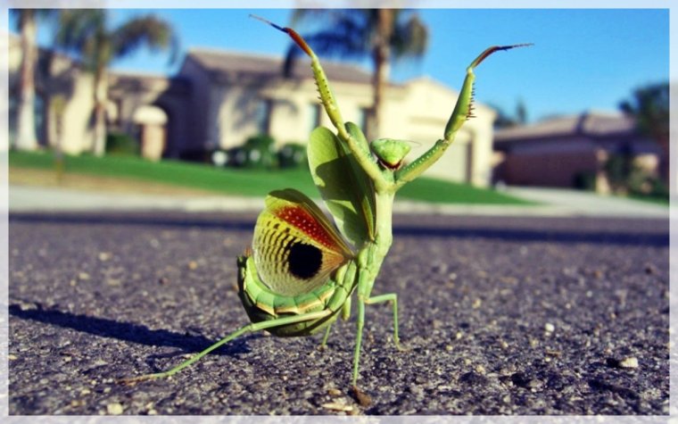 Восточноафриканский богомол