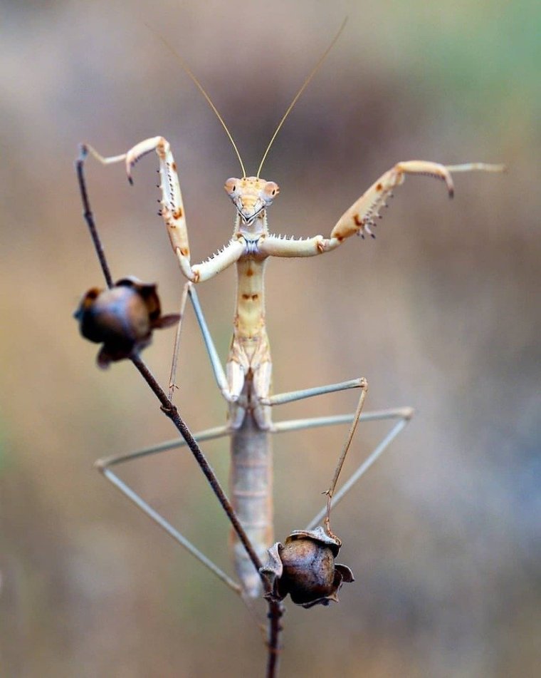 Богомолы кусаются