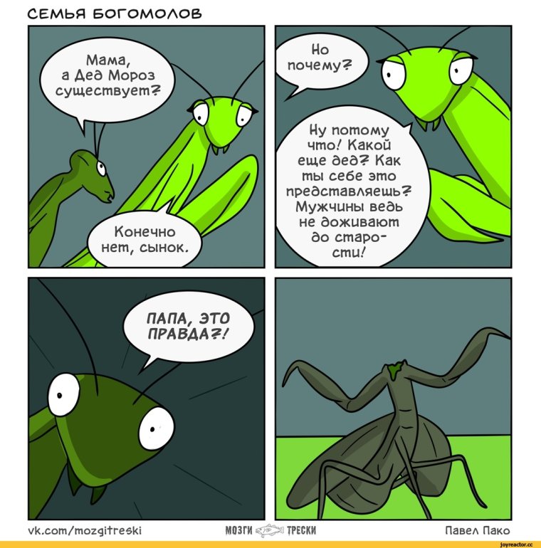 Самка богомола мемы