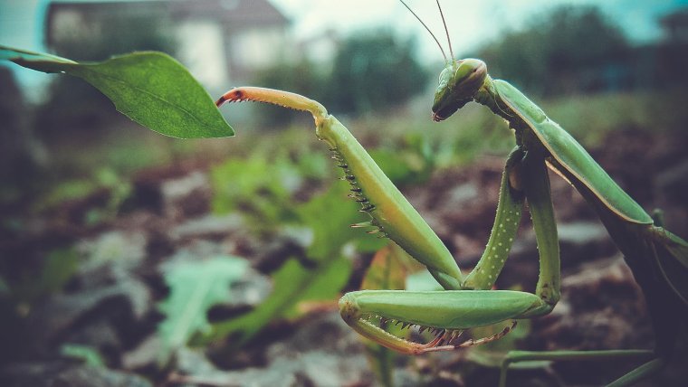 Богомол приколы фото