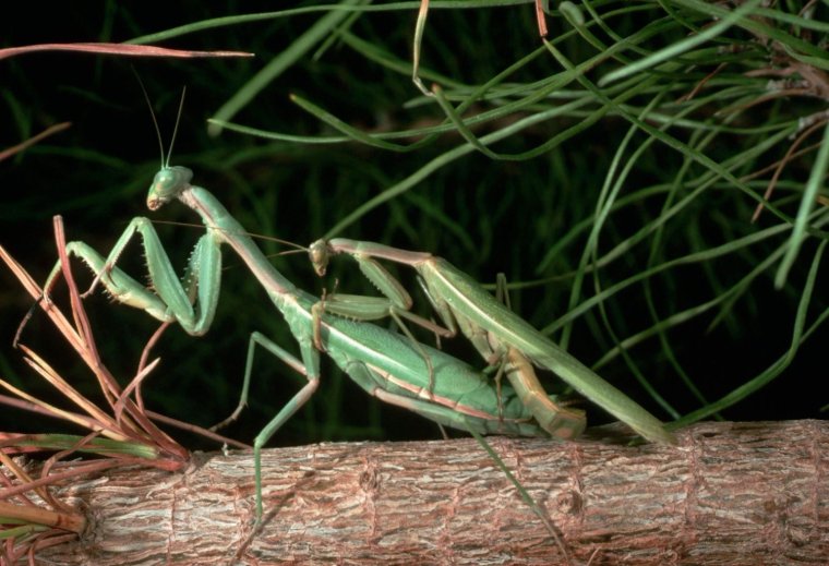 Спаривание Богомолов самка