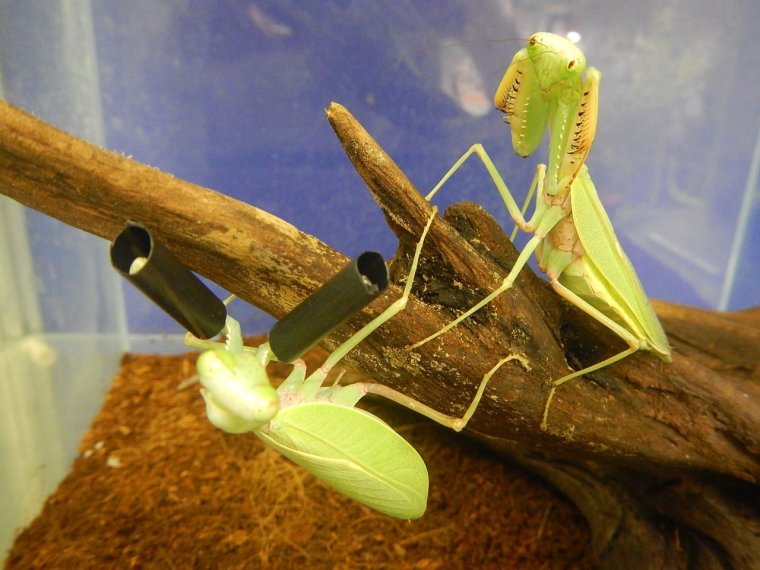 Беременный богомол