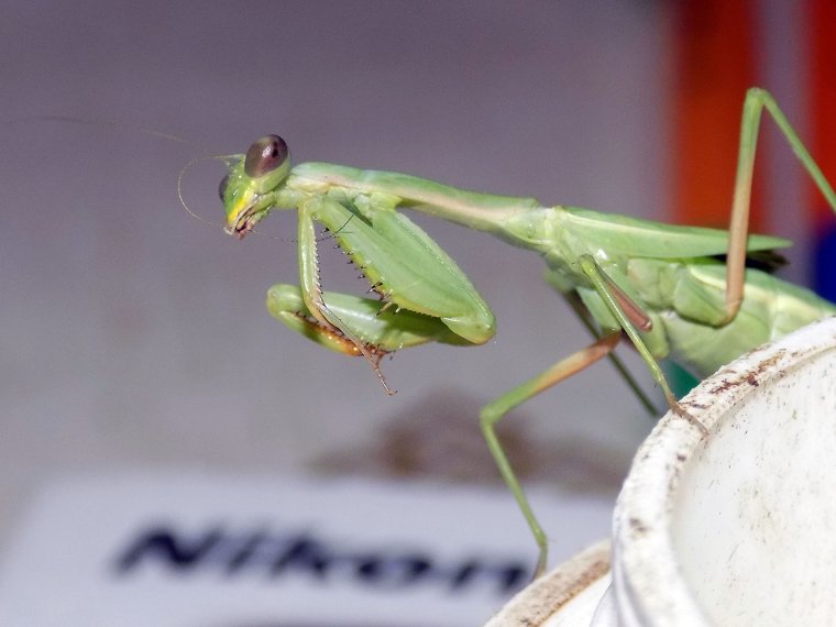 Богомол пятнистокрылый
