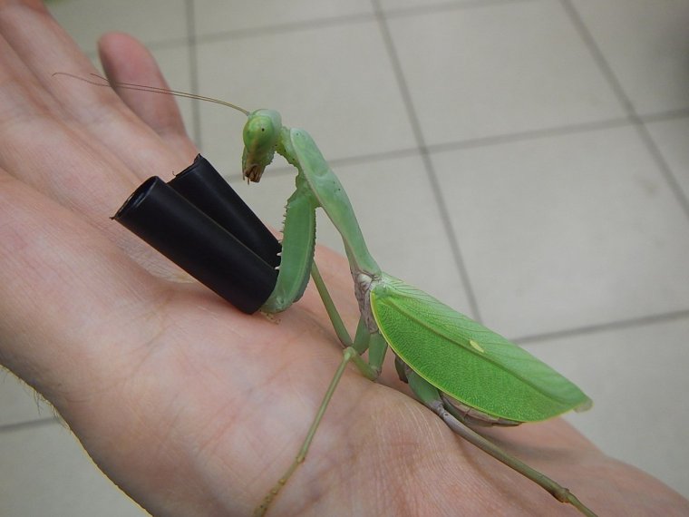 Богомол спит