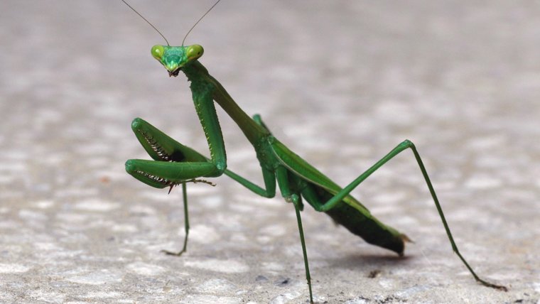 Защитная стойка богомола