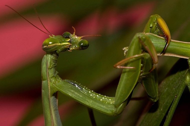 Мефистофель богомол